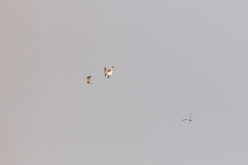 Falco pescatore